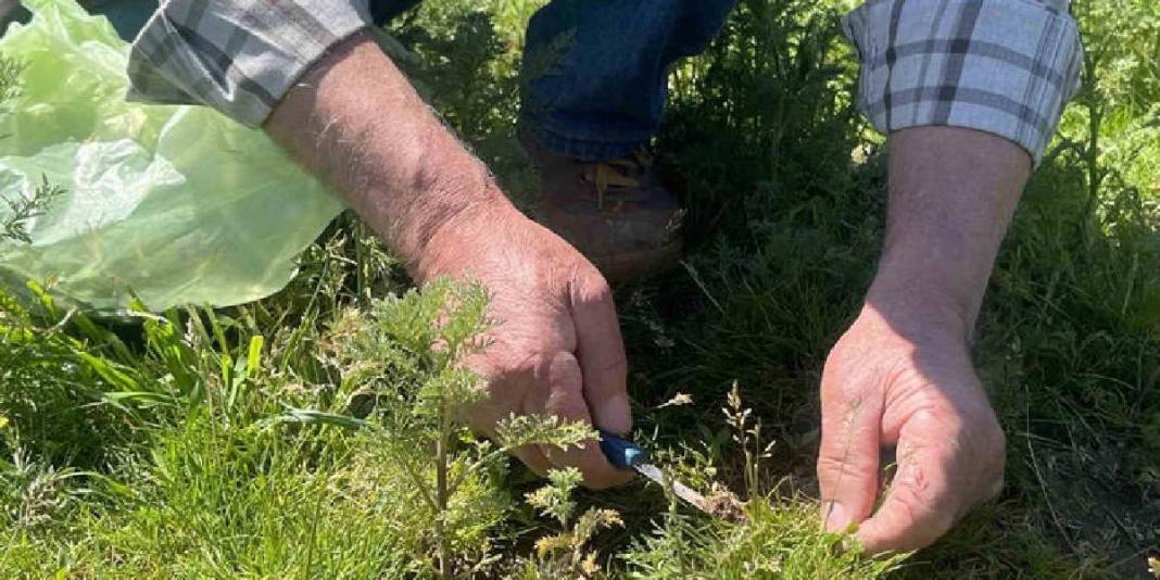 Sezon başladı, kadınlar yeşilliğe çıktı: Bıçak yardımıyla tek tek toplanıyor 2